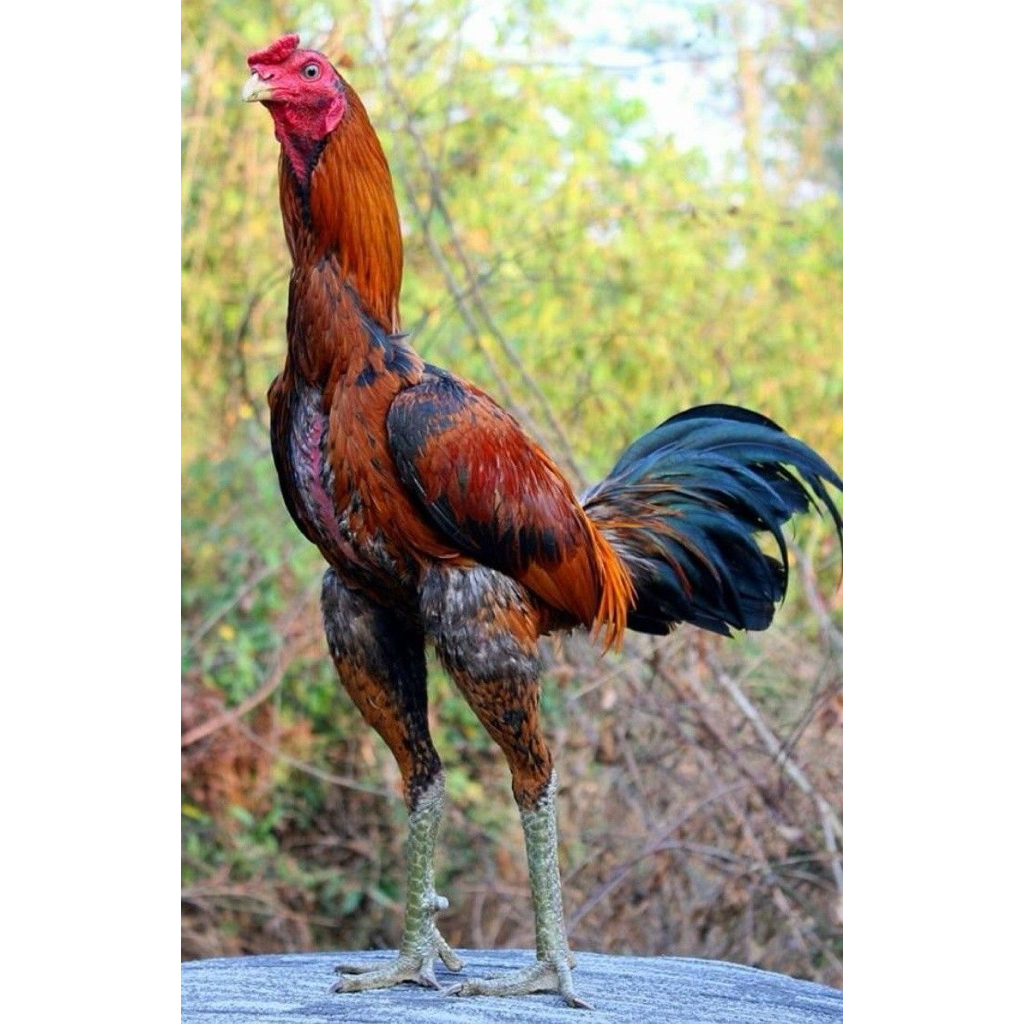 

telur ayam Bangkok super petarung ori shamo eropa