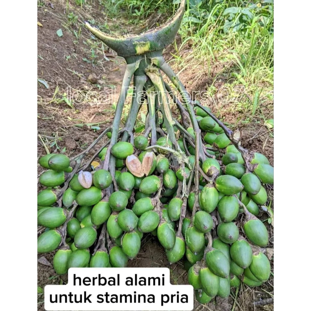 

Buah Pinang Muda Fresh 1KG Buah Pinang / Jambe Muda