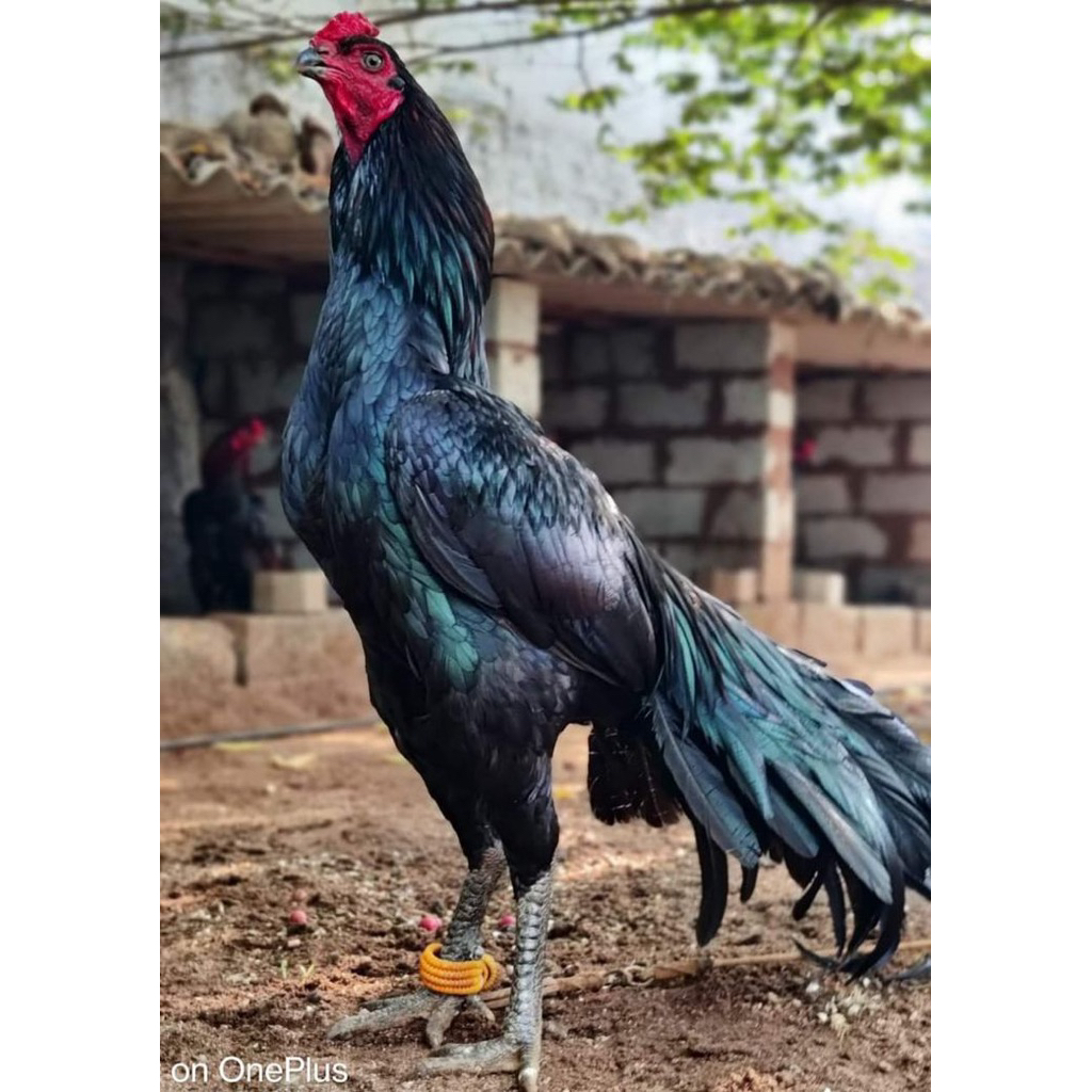 

telur ayam petarung pakhoy ori thailand