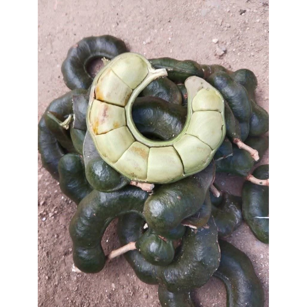 

kuwaw bukan jaling atau kabau