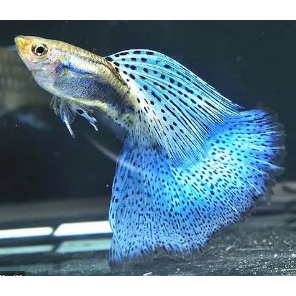 Ikan Guppy Blue Sky Albino Guppy Topaz Ready Jantan Dan Betina Ideal untuk Kolektor dan Penggemar Ik