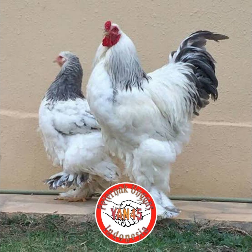 Ayam Brahma | Ayam Hias | Ayam Kaki Berbulu | Sepasang Dewasa | Yan45