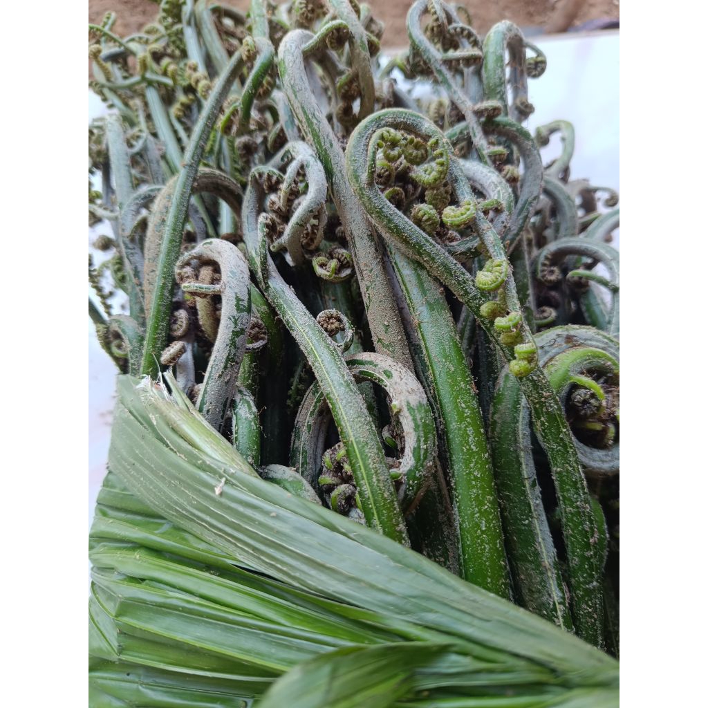 

pakis sayur/sayur pakis segar dipetik langsung