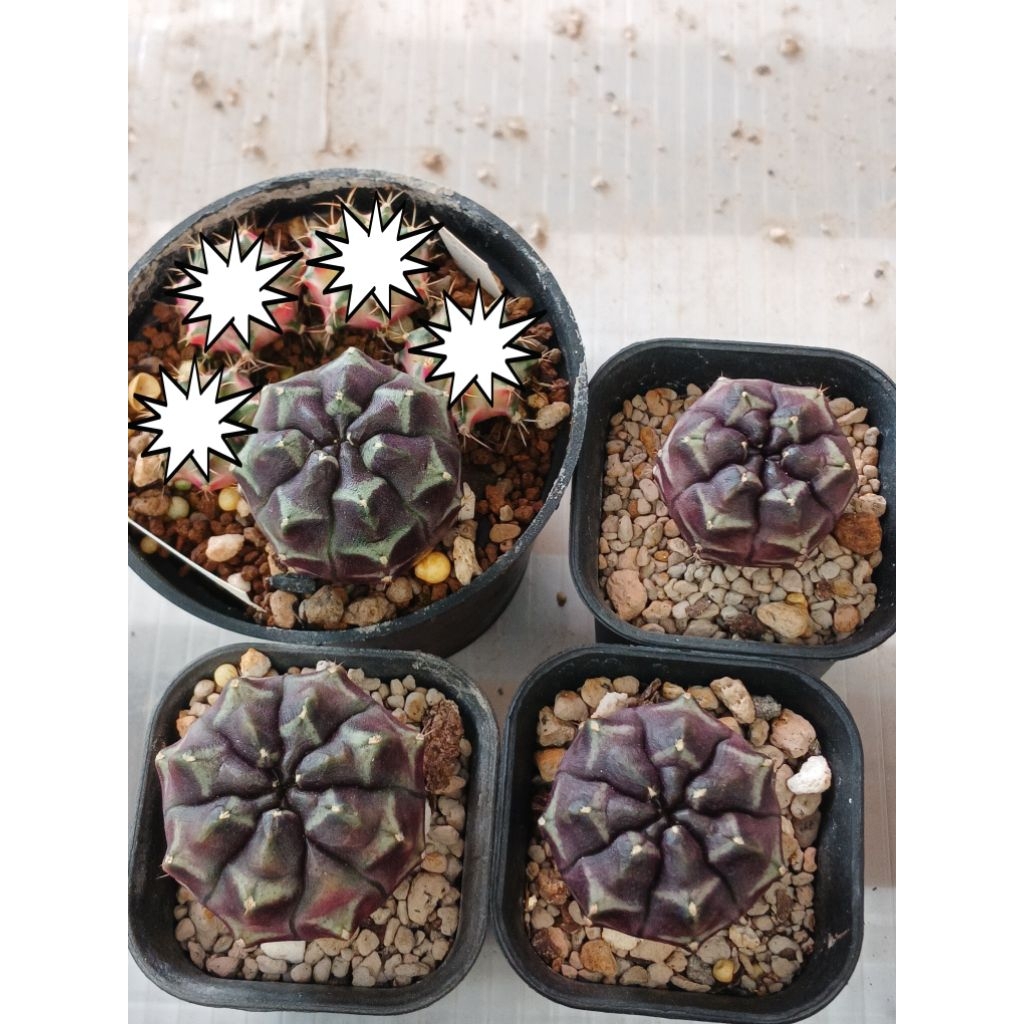 Gymnocalycium Daydream Ownroot | kaktus