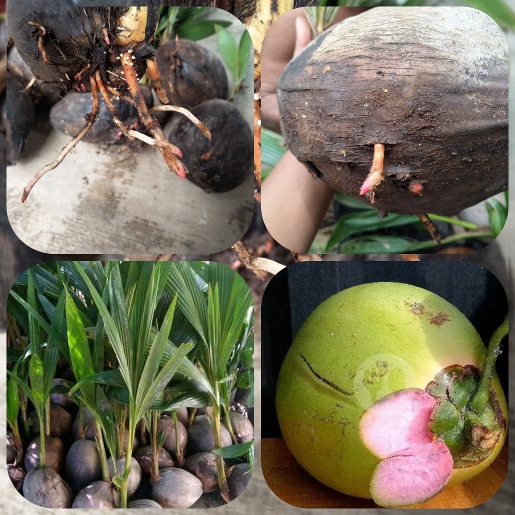 Bibit Kelapa Wulung Akar Merah Asli Original Bergaransi 100%