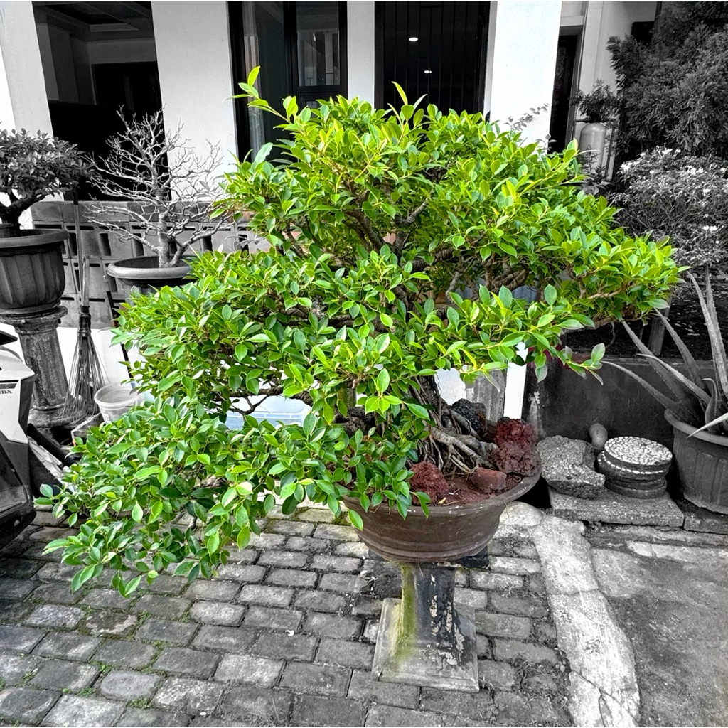 Bonsai Beringin kimeng size besar