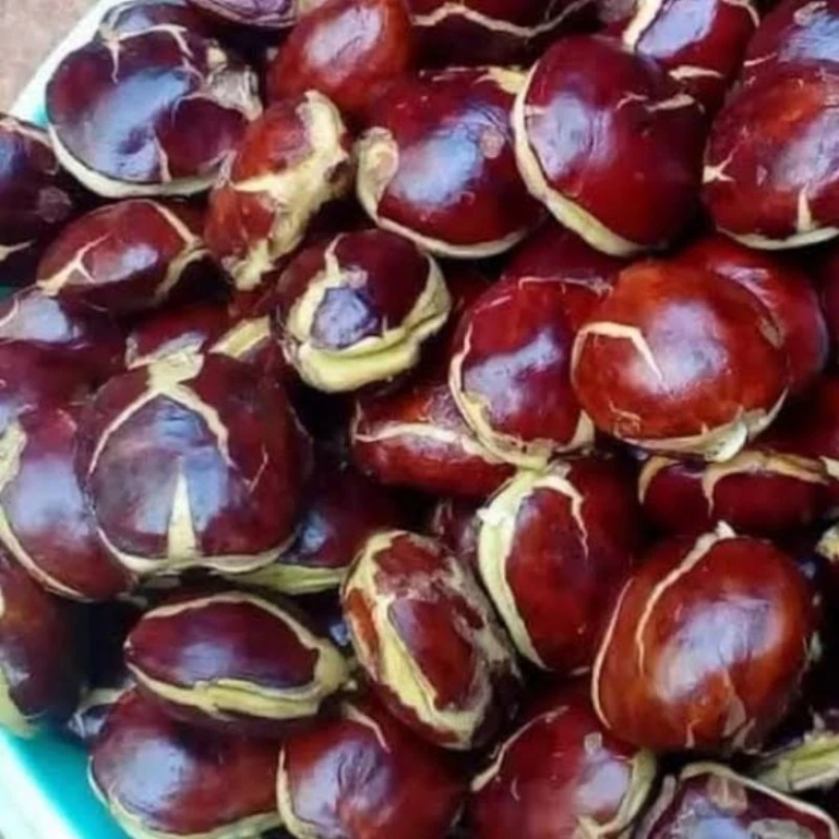 

Jengkol Tua Fresh Segar Full Sortir 1 KG