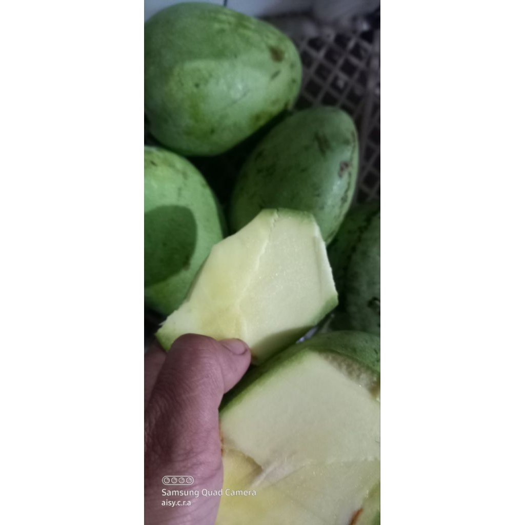 

500gr Mangga mentah kres buat rujak atau lotis