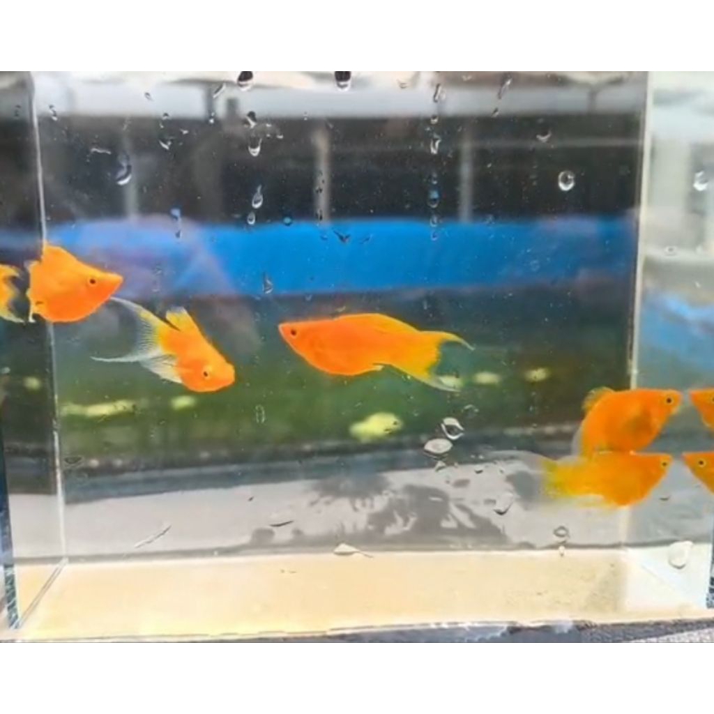 SEPASANG MOLLY SUNKIST CAWANG