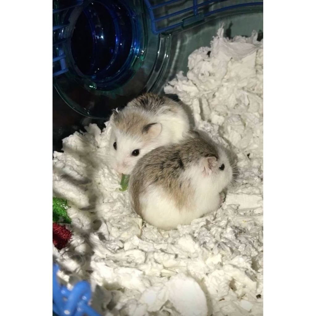 Hamster Roborovski