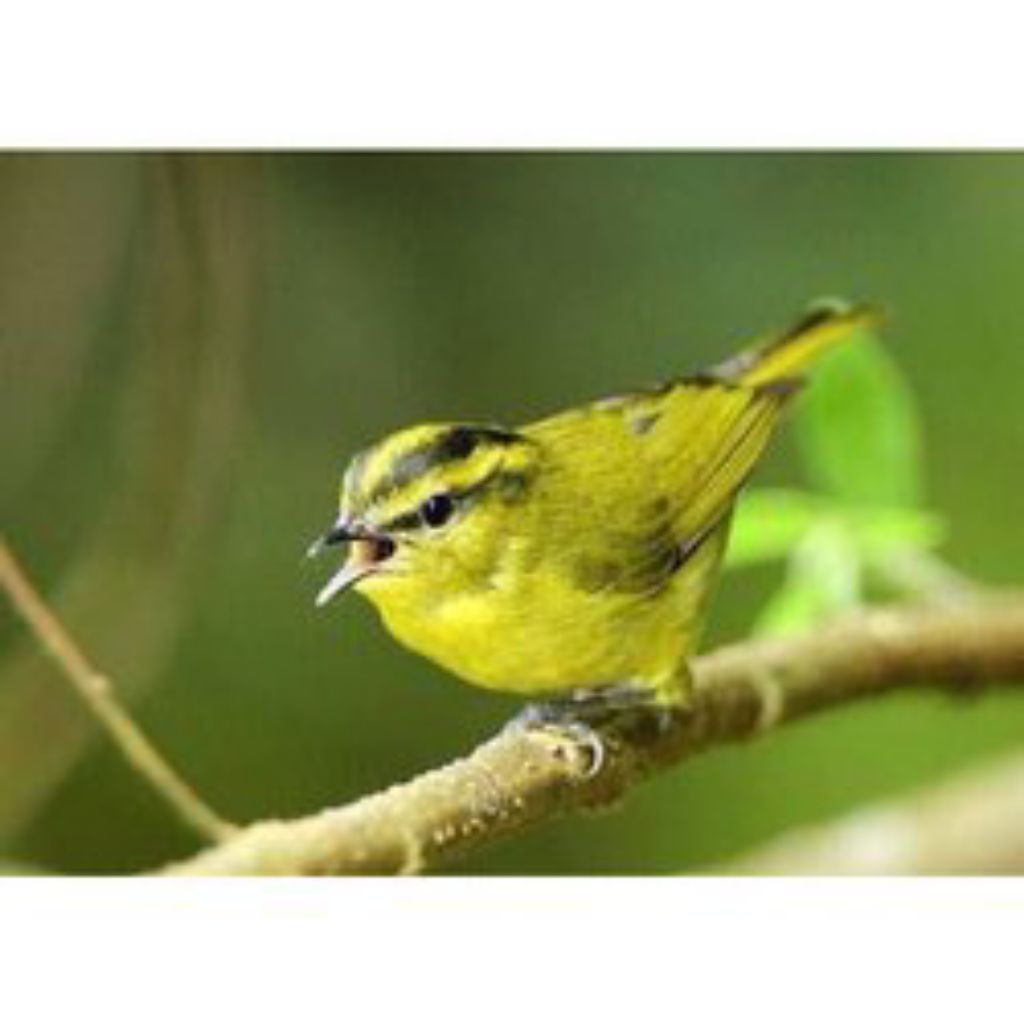 Burung Mozambik lokal ( Pare"/Blereng ) pilihn Jantan