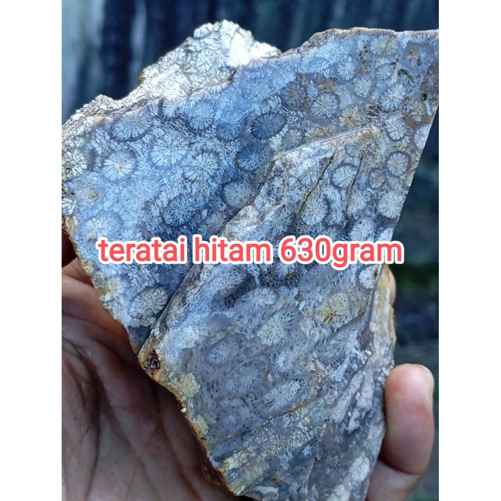 batu teratai hitam /batu tratai/batu garut/batu akik