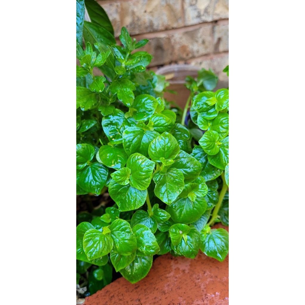 

Tanaman Sirih Cina Fresh 250 gr