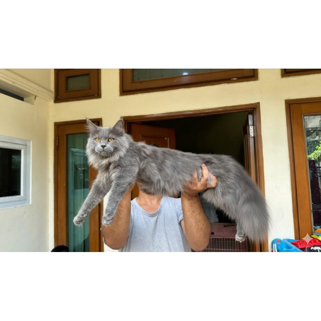 kucing Mainecoon jantan grey solid super