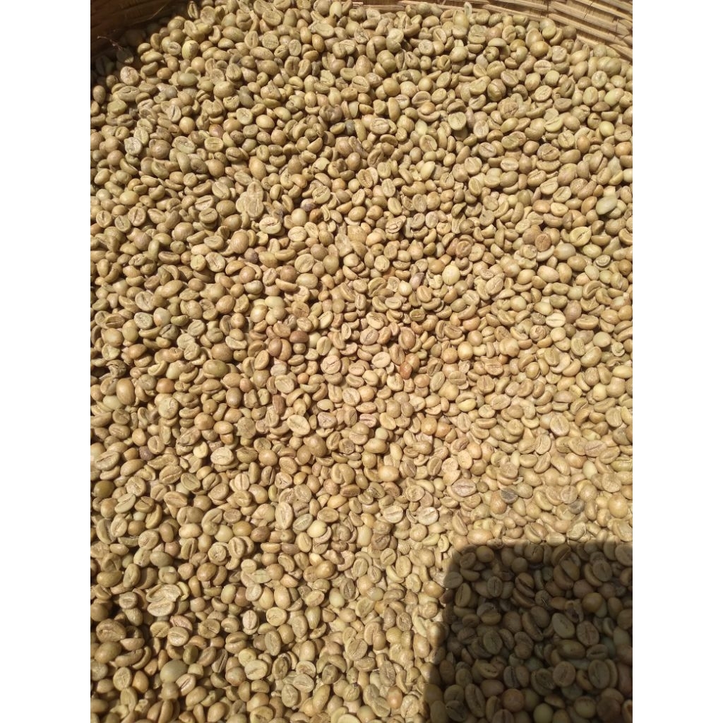 

Green Bean kopi robusta lereng wilis Madiun kare 1kg(petik merah)