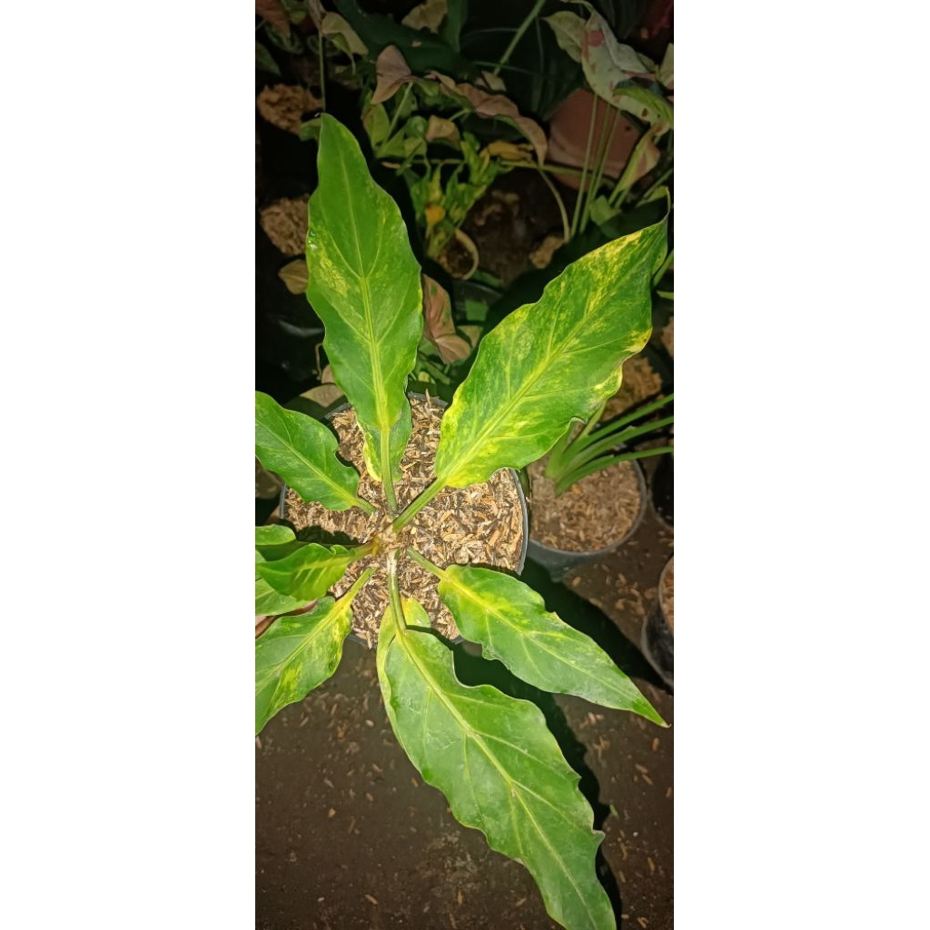 Anthurium Gelombang Cinta Varigata