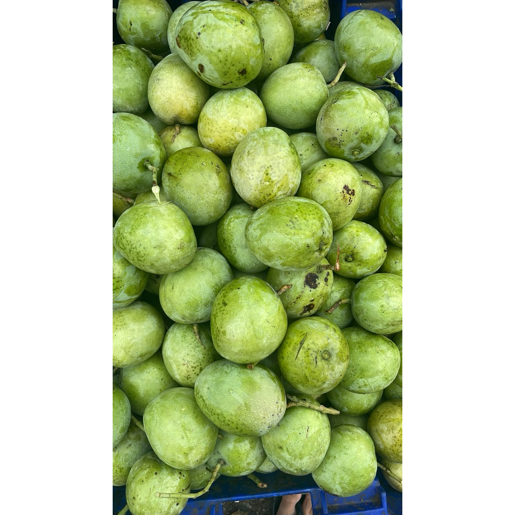 

Mangga telor mengkel (kuning) fresh