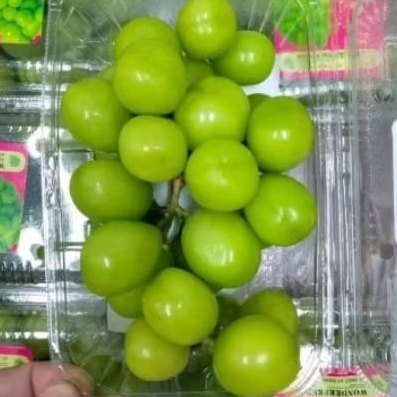 

Buah anggur shine Muscat jumbo manis super pack 500gram