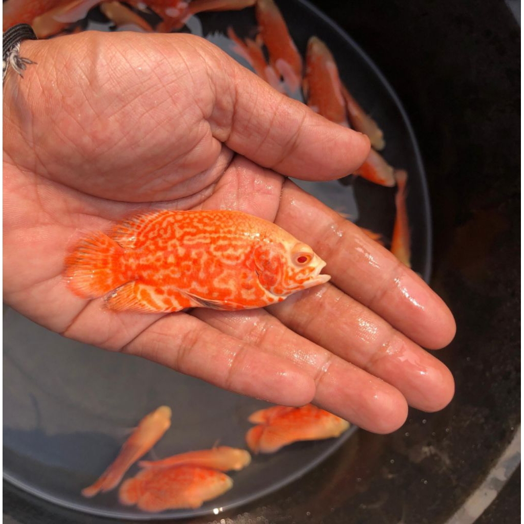 Oscar Tiger albino GM  | Oscar black tiger | Nemo albino | hiasan akuarium | kebutuhan akuarium
