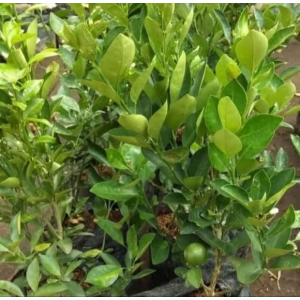 

JERUK NIPIS / JERUK KIP. bibit unggul jeruk nipis