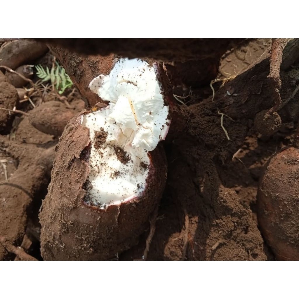 

Singkong Ketan Asli Merapi, Gurih Legit Pulen 1 kg