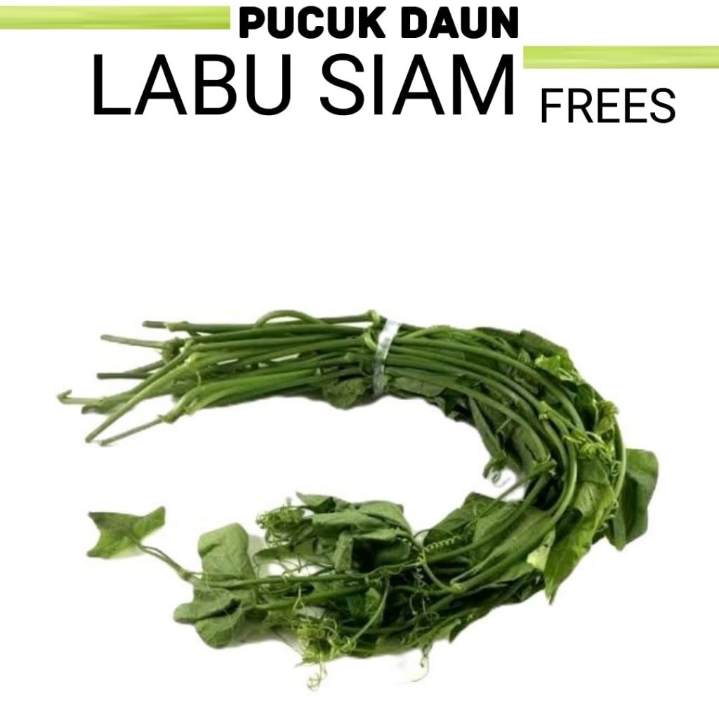 

DAUN PUCUK LABU SIAM PUCUK MANISA PUCUK DAUN FRESS