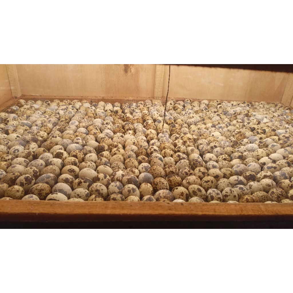 telur puyuh (fertil) petelur jenis blester FINAL STOCK jantan hitam betina coklat