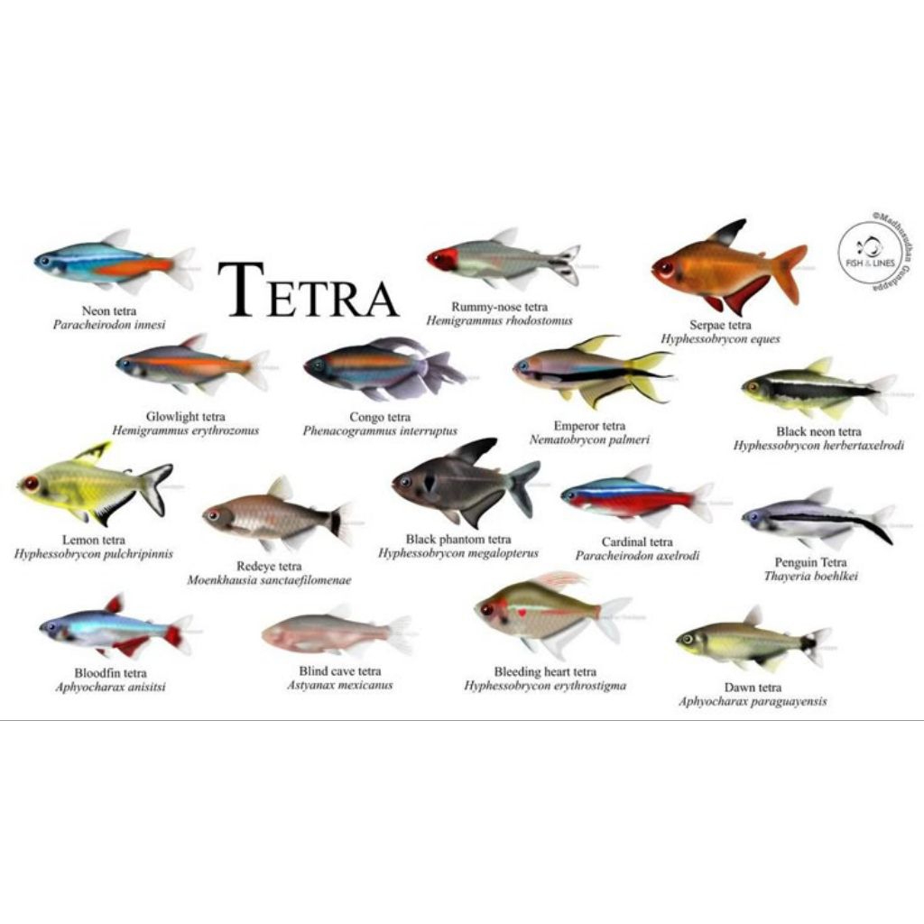 

STIKER LUCU SERFE TETRA 10 BIJI