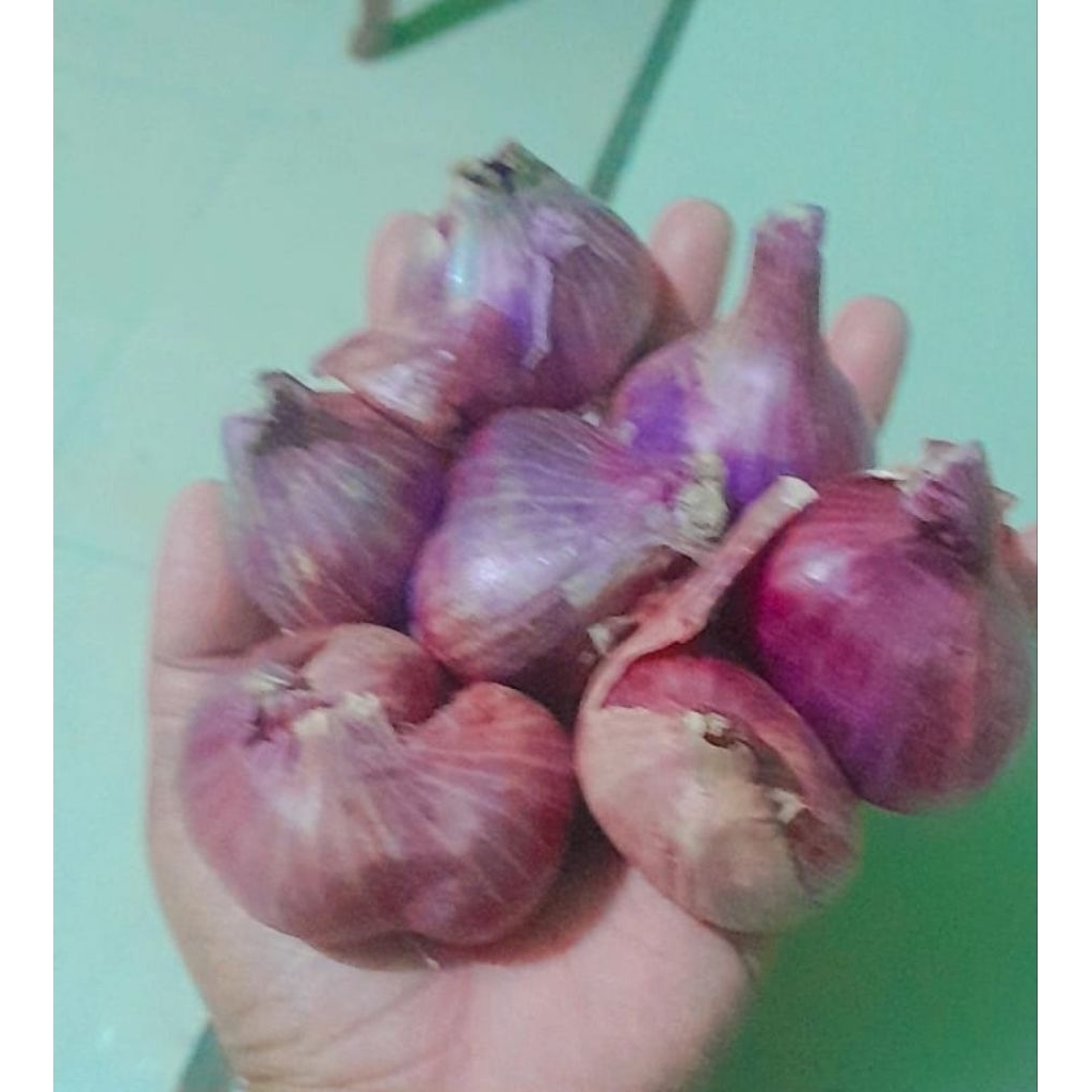 

bawang merah super 1 kg