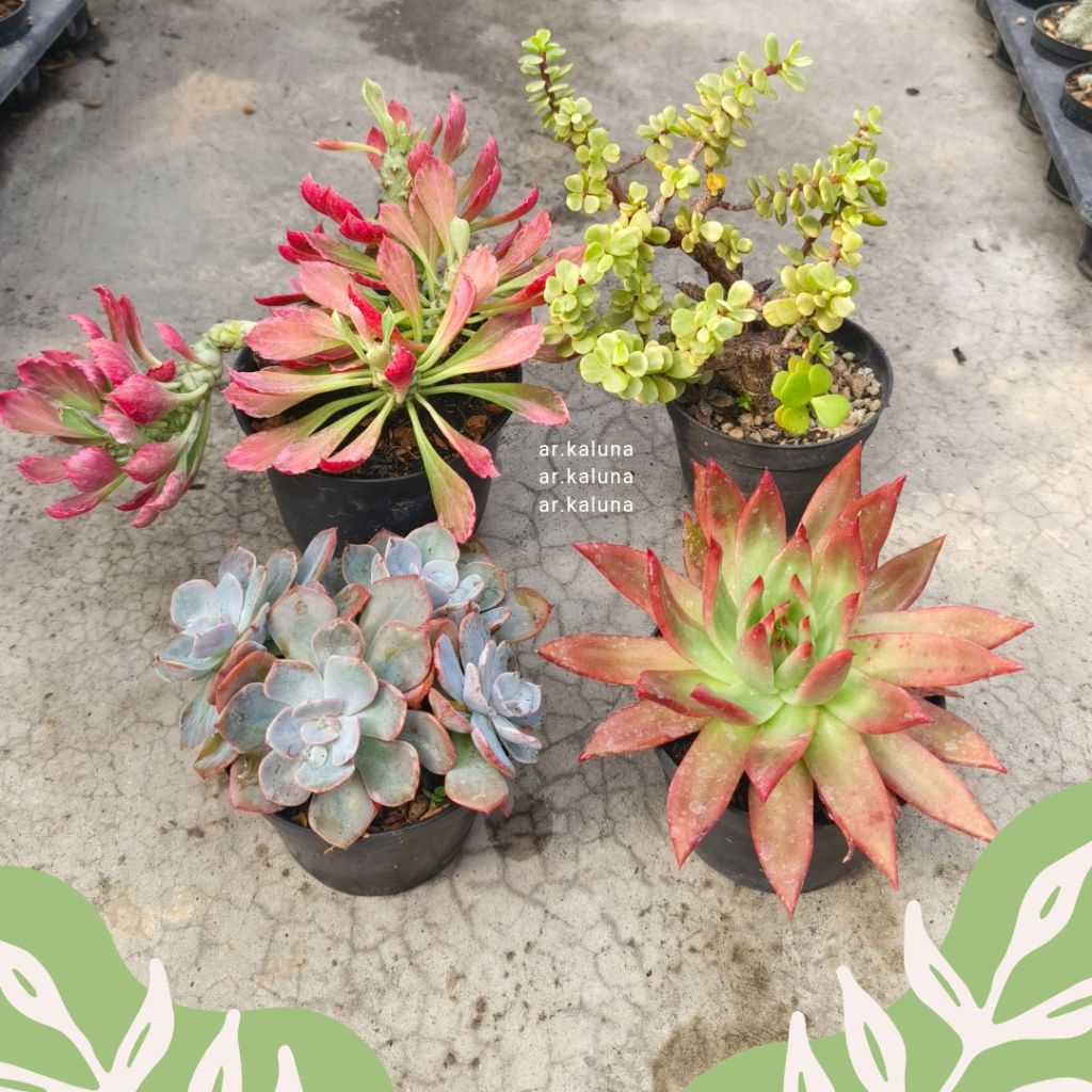 Paket Mix Sukulen Jumbo 4 pcs uk. pot 12 cm tanaman hidup