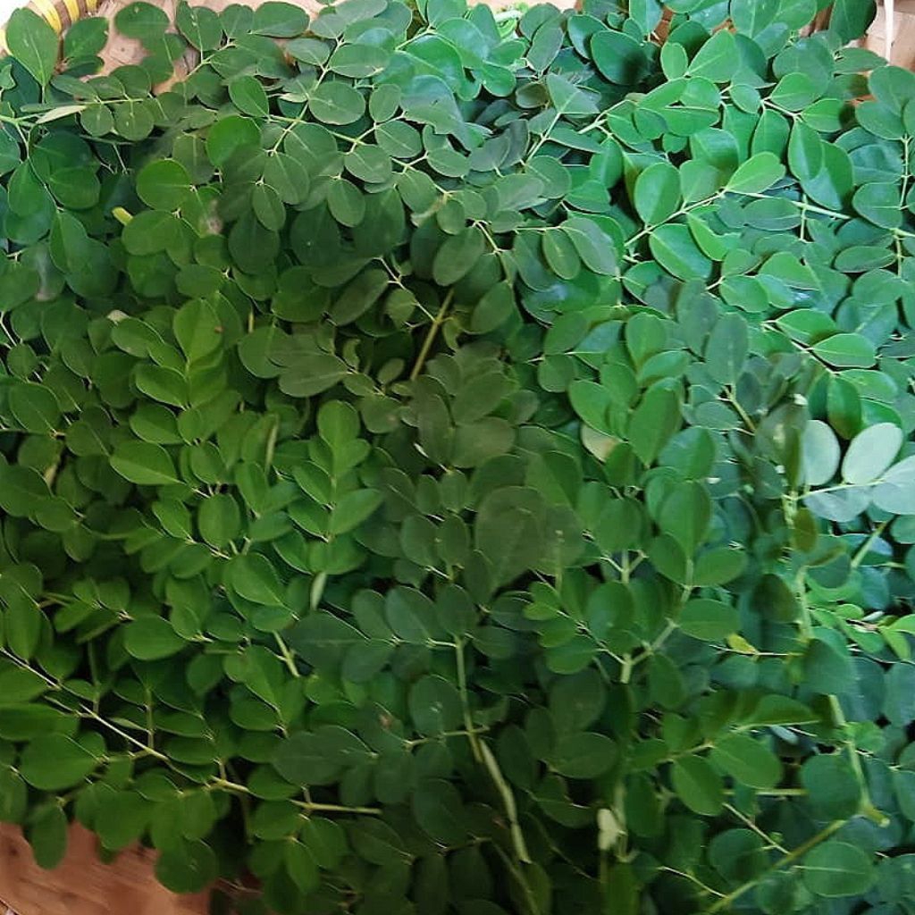 

Obat herbal daun kelor segar 1 kg murah