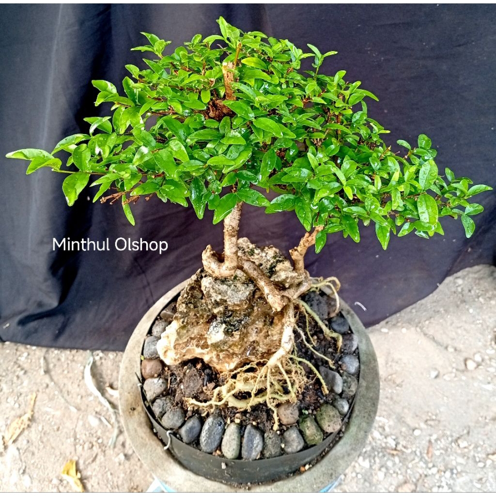 Bonsai anting putri daun mikro on the rock siap kontes real pict