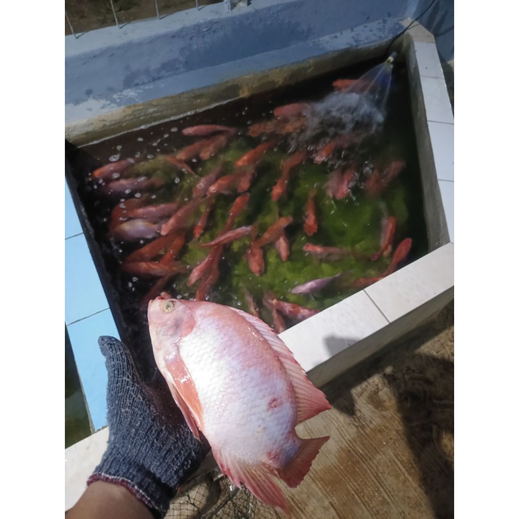 

Ikan Nila Merah Segar 1kg