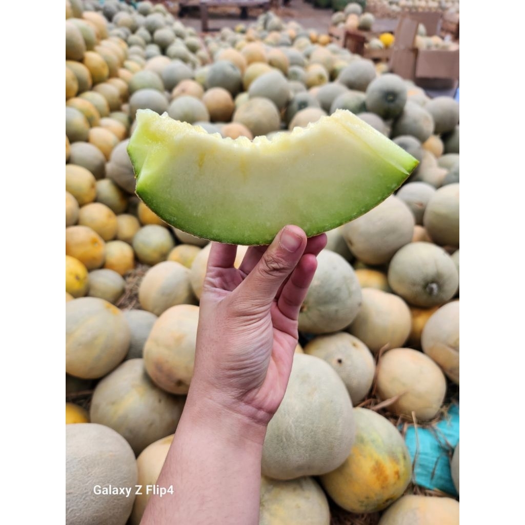 

Melon Madu