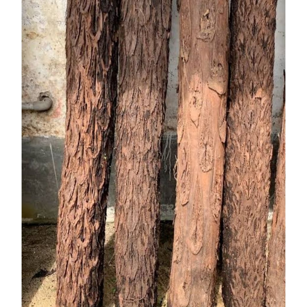 Media tanam anggrek batang pakis