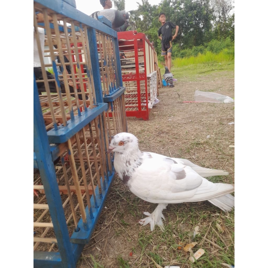 "Promo Special" Burung Merpati1 Pasang Giring Termurah Khusus Grab/Gojek/shoppe Instant atau Sameday