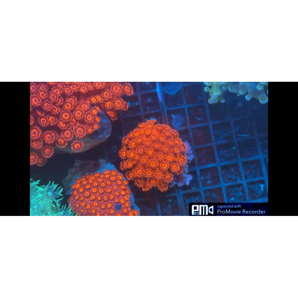Coral Gonio Merah Metalic Makasar Size S Reeftank Aquarium Laut