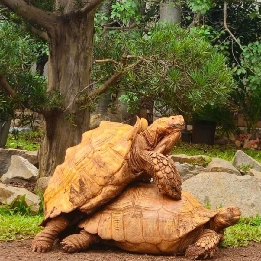 

telur KuraKura-Sulcata original siap tetas