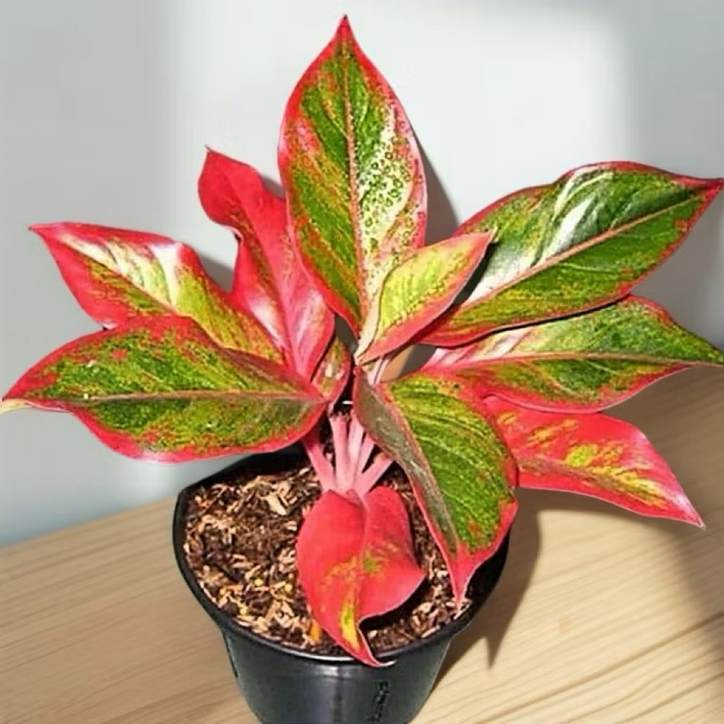 Promo Tanaman Hias Aglonema Lipstik Siam Aurora Tanaman Aglonema Lipstik Siam Aurora Pohon Aglonema 