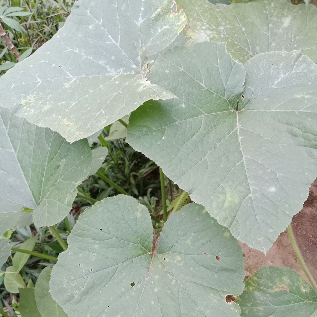 

Daun Labu Siam Muda Asli Segar 500 Gram