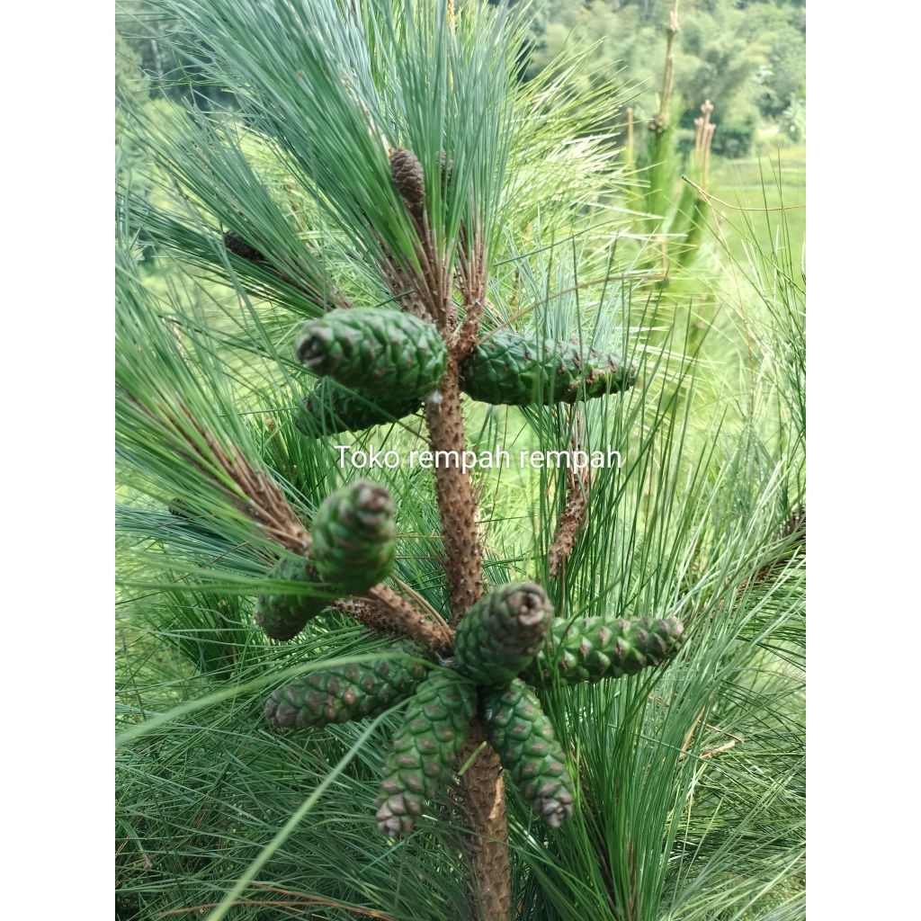 

Buah pinus segar rempah alami Orijinal /1kg