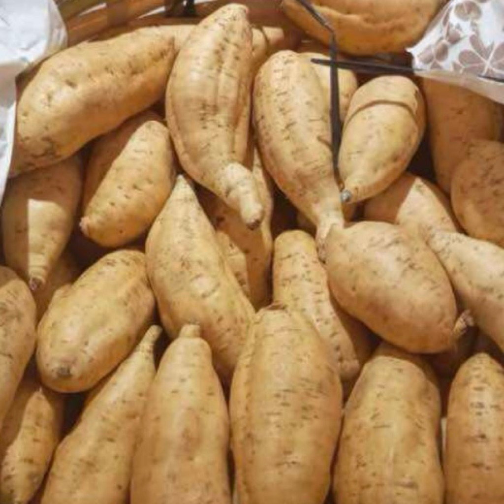 

UBI MADU CILEMBU SUPER MANIS ASLI PACET/TRAWAS MENTAH SPEK OVEN 1KG