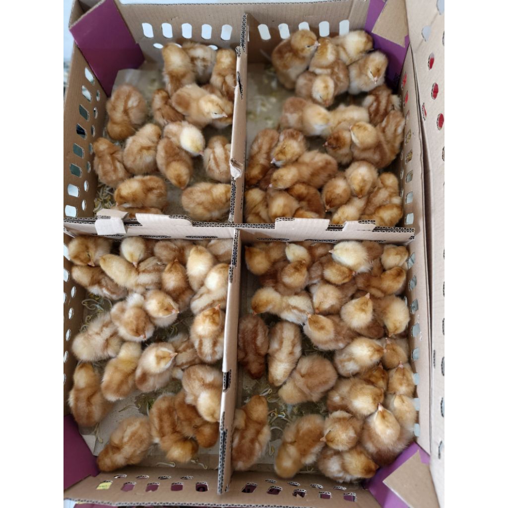 ECERAN DOC/BIBIT AYAM LAYER PETELUR MB402 PLATINUM by PT Japfa Comfeed (Lohman brown)