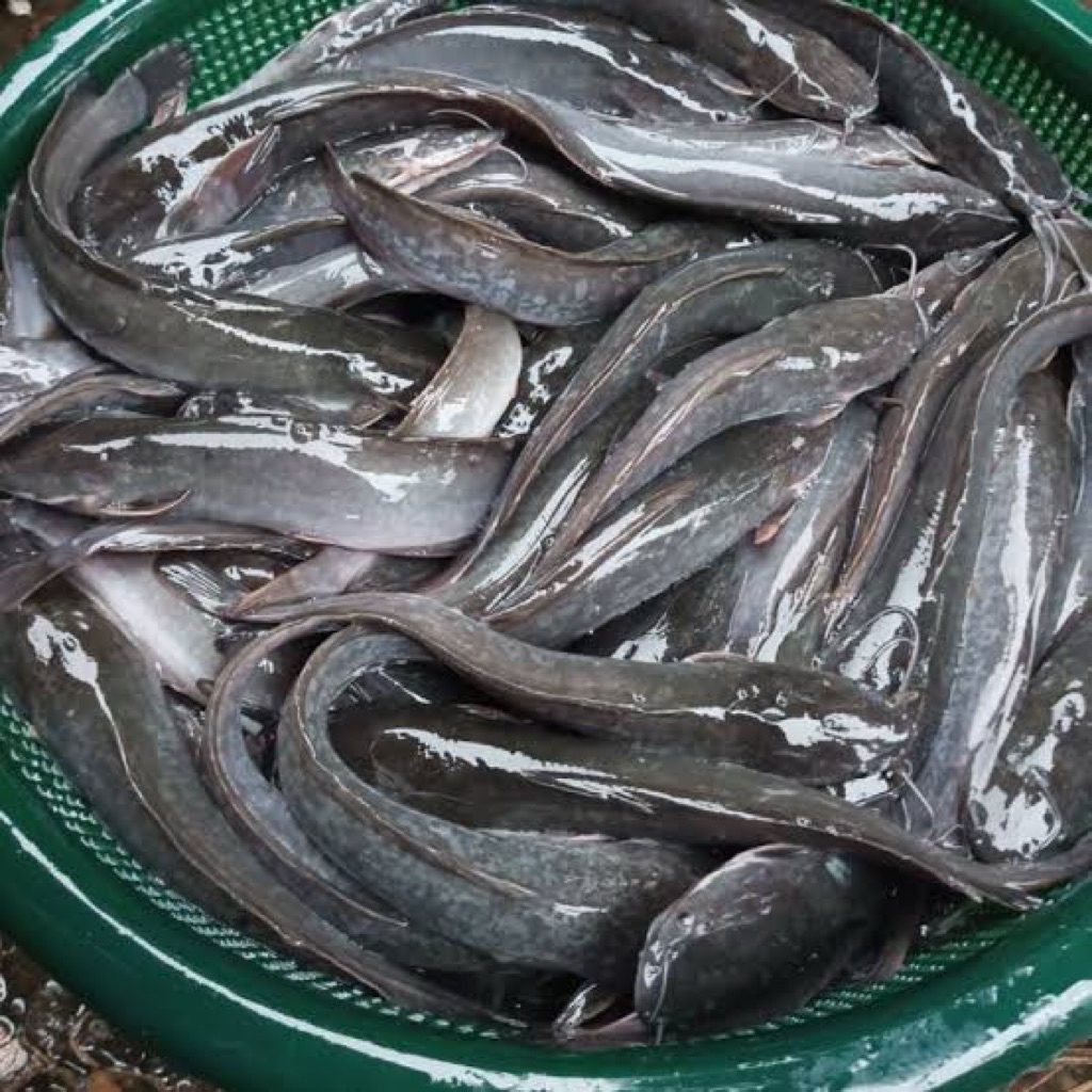 KIRIM INSTAN IKAN KELE SEGAR / IKAN LELE FRESH SIAP ANTAR / IKAN LELE SIAP MASAK / IKAN LELE BERSIH 