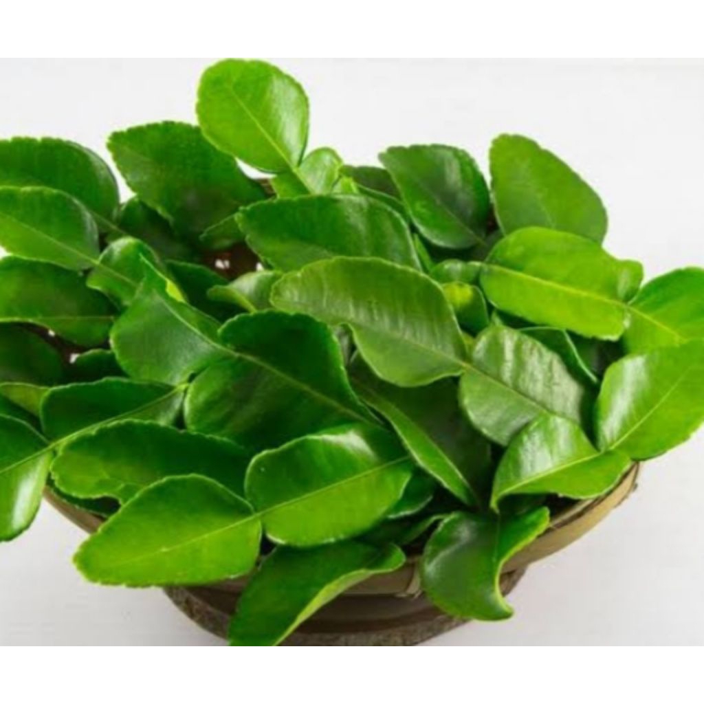 

daun jeruk purut segar fresh 40lembar