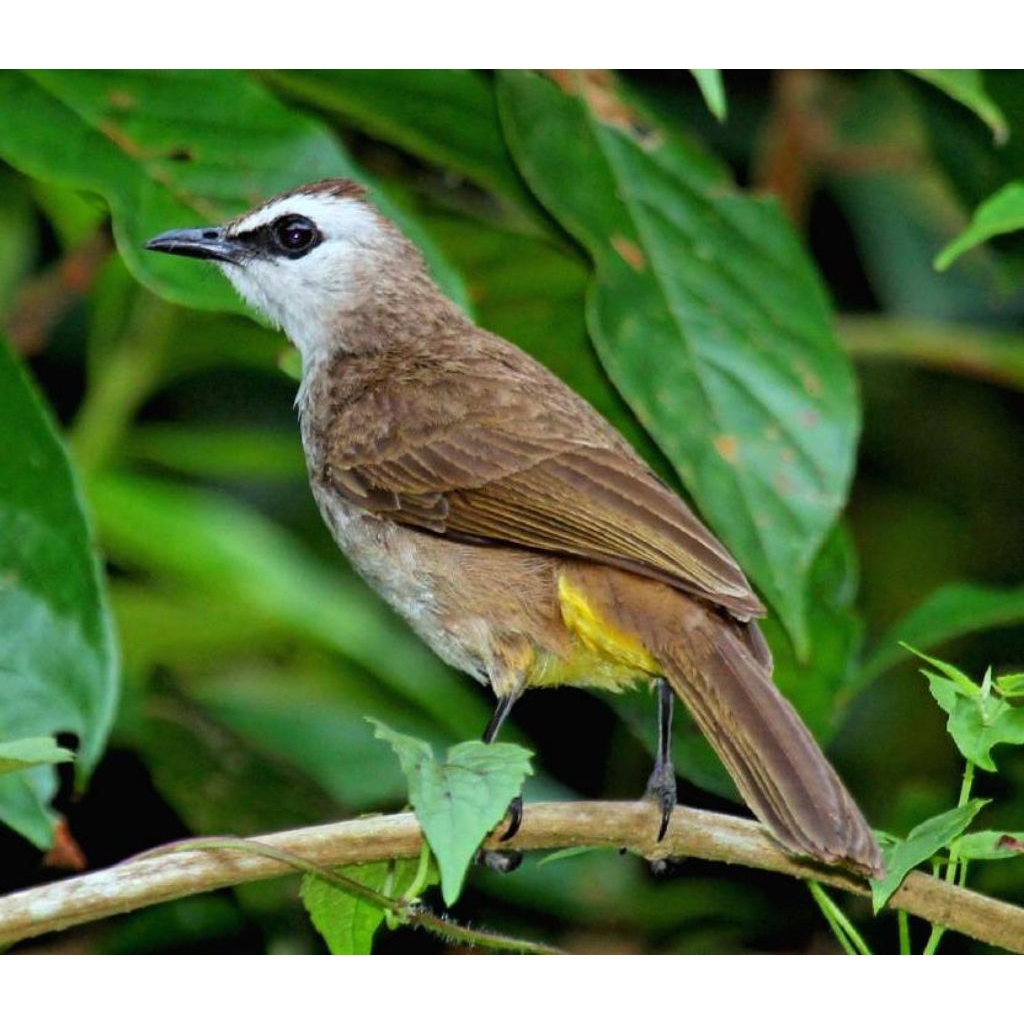 Burung Trucukan Kebo Dewasa Pilihn Mulus