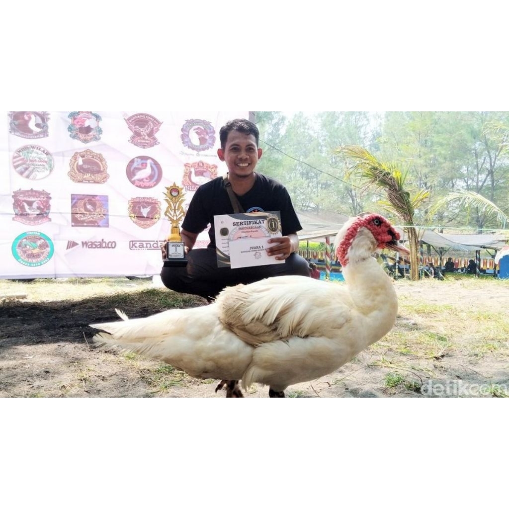 minti mentok jumbo blitar biasa (leher beton) Original