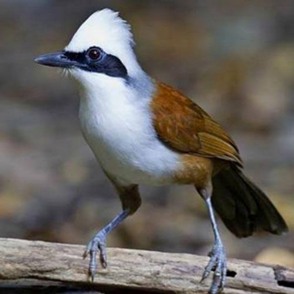 

telur Poksay jambul putih dijamin fertil siap tetas