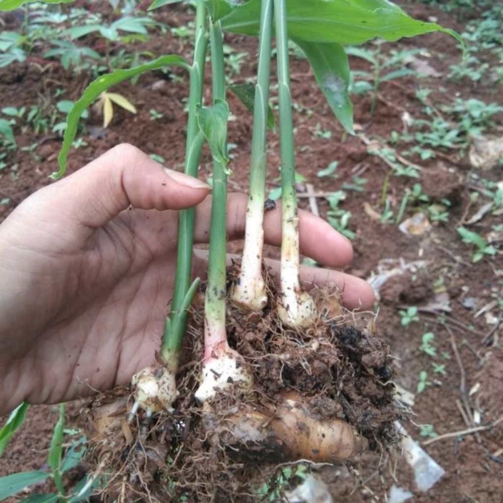 BIBIT JAHE MERAH ASLI