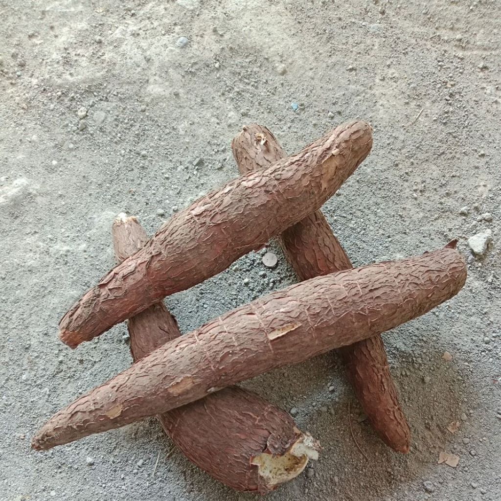 

ketela pohon / singkong 1kg